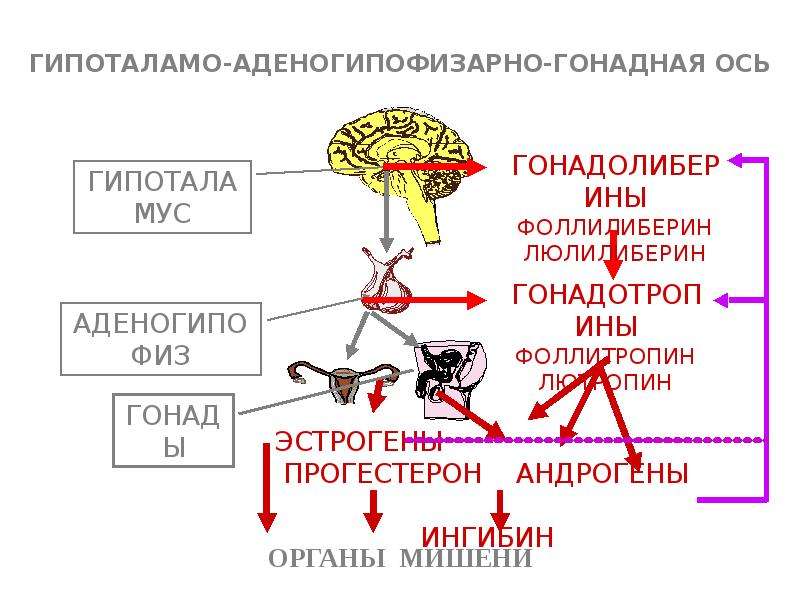 Физиология эндокринной системы презентация