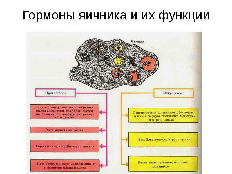 Роль эндокринной системы презентация