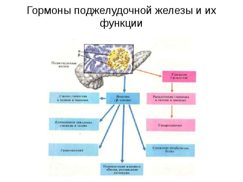 Функции поджелудочной железы кратко и понятно