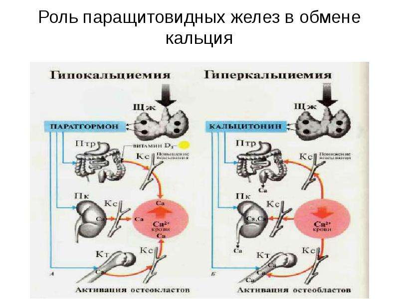 Обмен кальция. Частная физиология эндокринной системы. Роль кальция в регуляции обмена веществ.. Физиологическая роль кальция. Роль кальция в организме физиология.