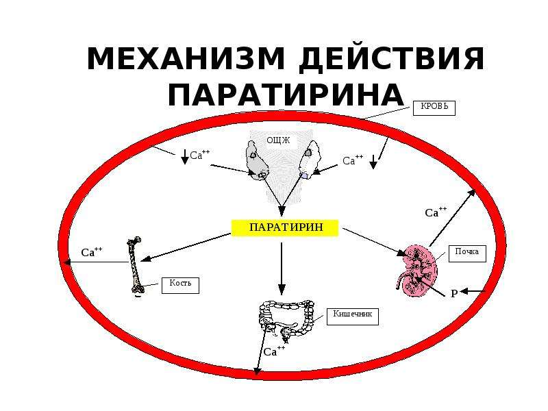 Презентация эндокринная система человека строение и функции