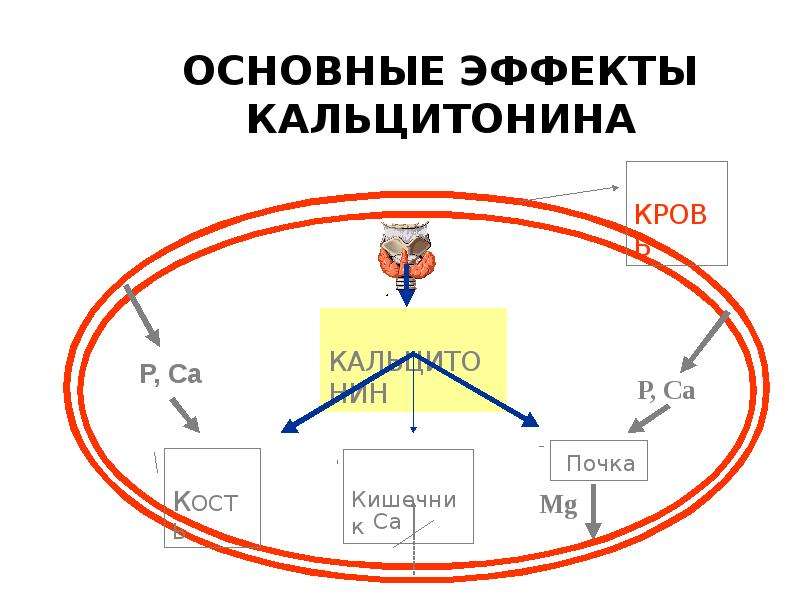 Роль эндокринной системы презентация