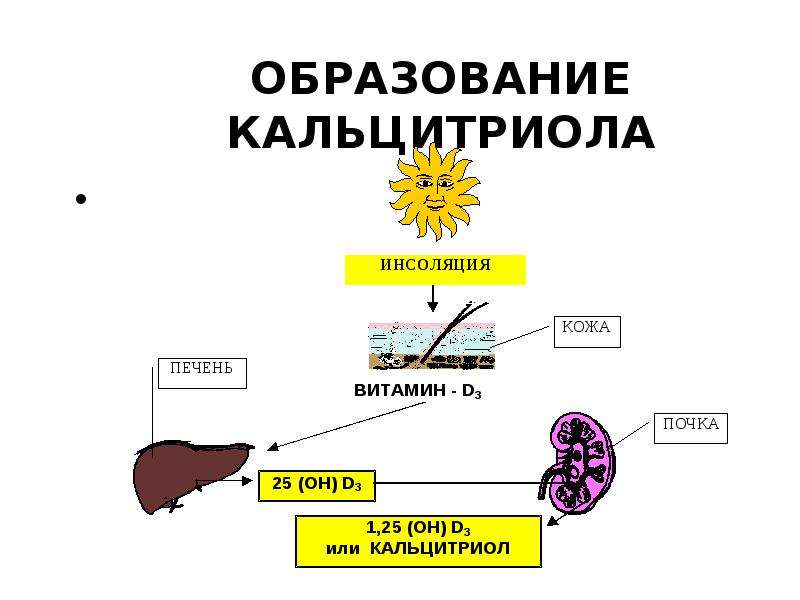 Физиология эндокринной системы презентация