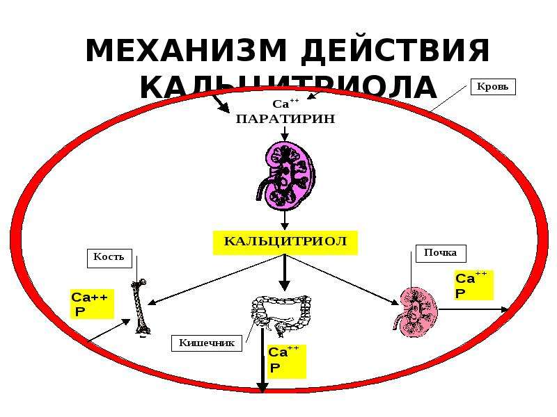 На рисунке изображена схема объясняющая механизм поддержания концентрации кальция в организме ответ