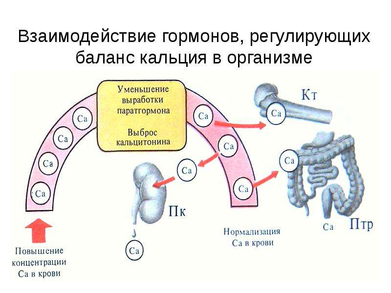 На рисунке изображена схема объясняющая механизм поддержания концентрации кальция в организме ответ