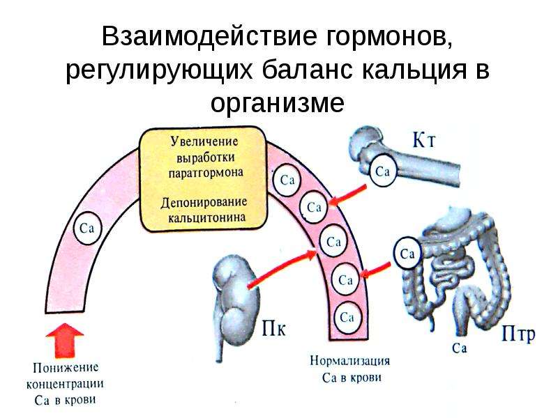 Пропедевтика эндокринной системы презентация