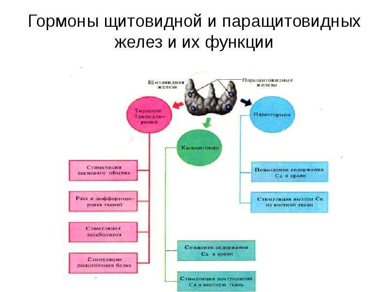 Роль эндокринной системы презентация