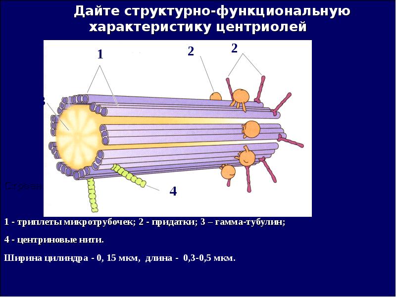 Транспорт веществ органоид. Центриоли триплеты микротрубочек. Микротрубочки органоиды. Органоиды из микротрубочек. Жгутик состоит из микротрубочек.