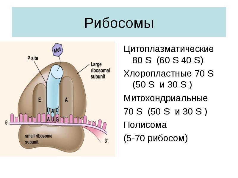 70s рибосомы. 70s рибосомы митохондрий. Строение митохондрии 70 s рибосомы. Рибосомы 70 и 80 s. Рибосомы в митохондриях.