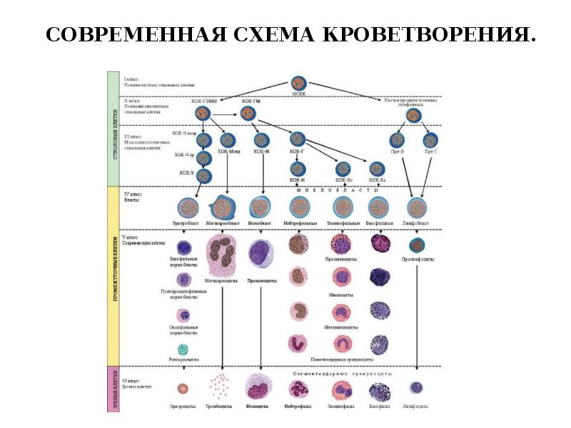 Классы клеток. Дифференцировка клеток крови схема. Схема кроветворения стволовая клетка. Современная схема кроветворения эритропоэз. Созревание клеток крови схема.