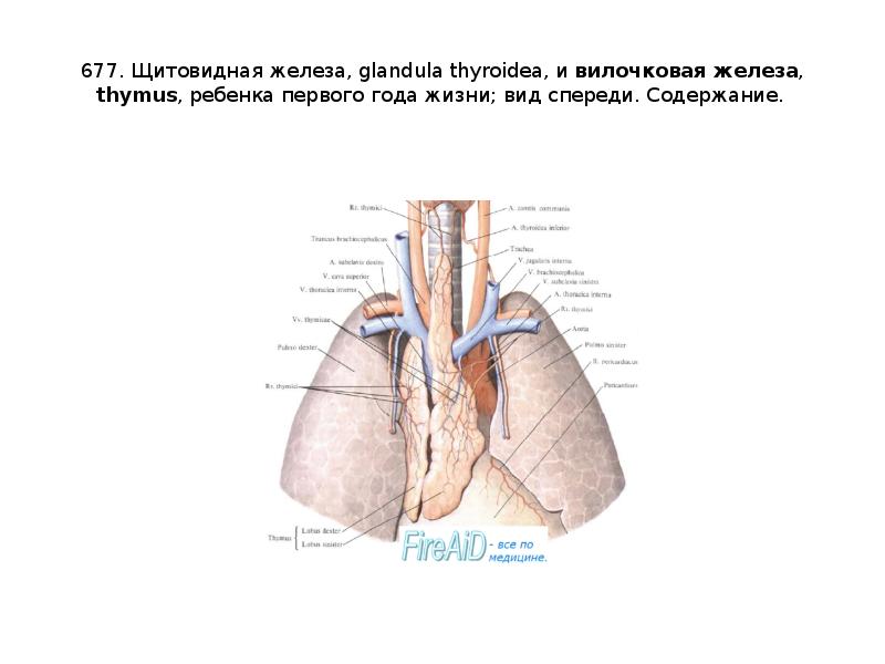 Какой цифрой на рисунке обозначен тимус