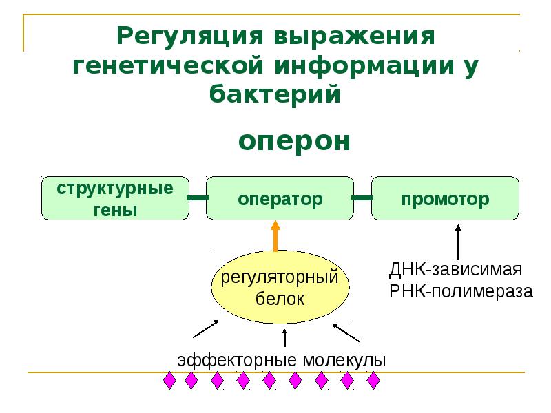 Генетика бактерий презентация