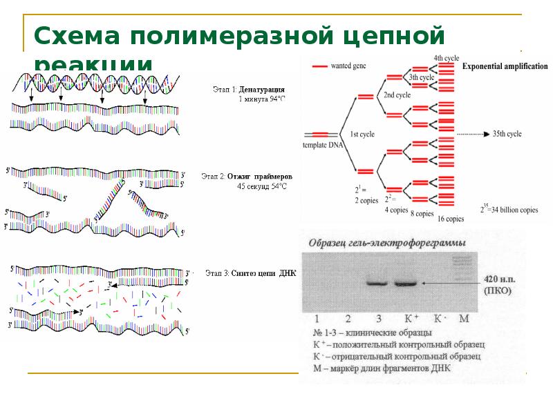 Генетика бактерий презентация