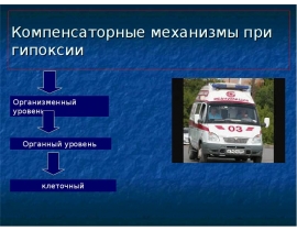 Компенсаторные механизмы при гипоксии