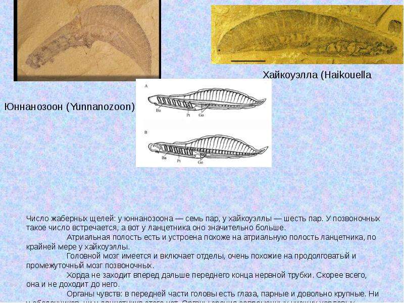 Характерные признаки типа жаберных щелей