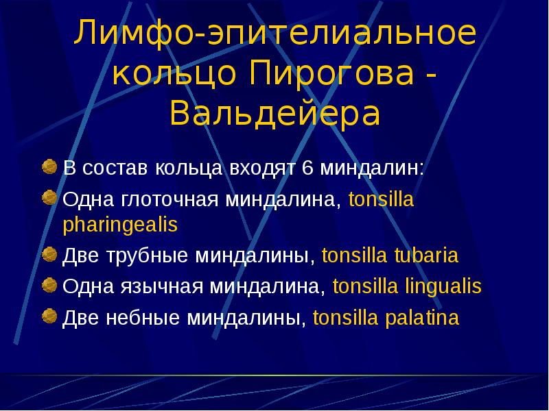 Пирогов вальдейера кольцо функция