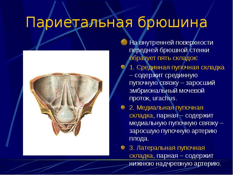 Внутренняя поверхность. Складки брюшины анатомия. Передняя париетальная брюшина. Срединная пупочная связка. Медиальная пупочная складка брюшины.