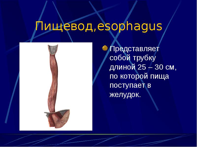 Нерв пищевода. Пищевод мышечная трубка длиной 25.30 см. Голотопия пищевода.