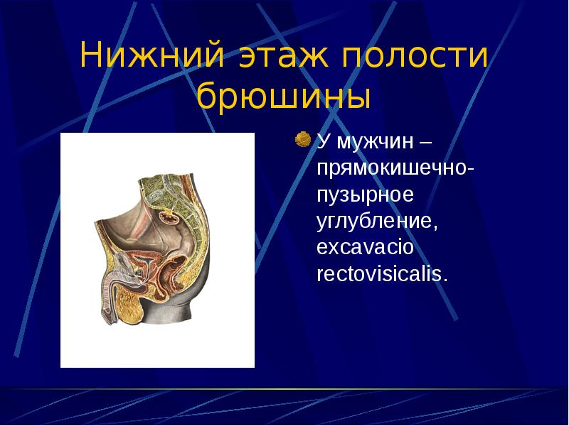 Топографическая анатомия брюшной полости презентация