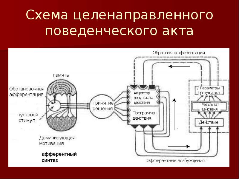 Схема акта деятельности