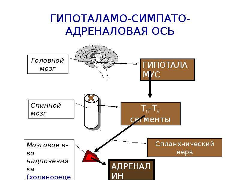 Симпатоадреналовая система схема