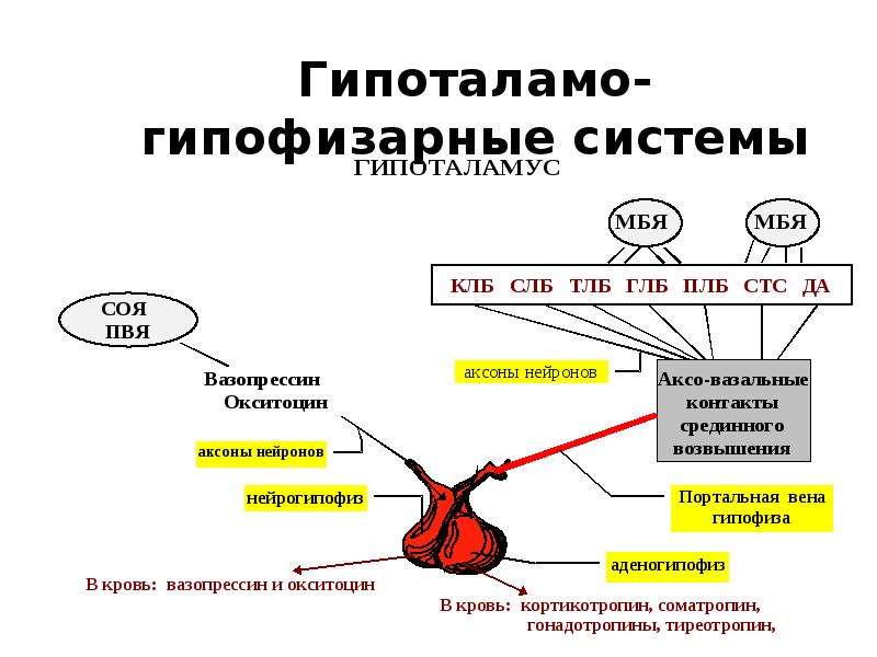 Гипоталамо гипофизарно надпочечниковая система