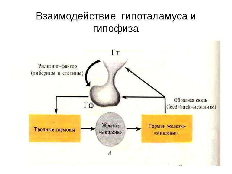 Гормоны гипофиза биохимия презентация