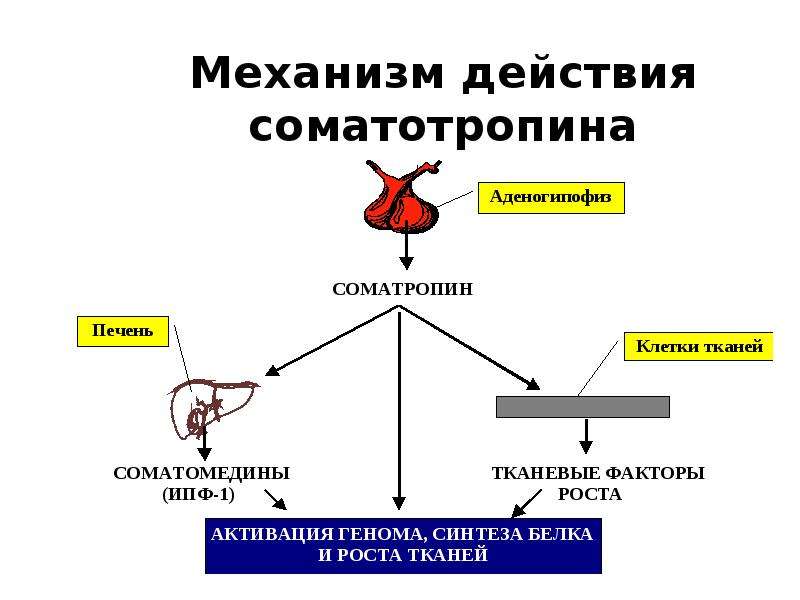 Гормон роста 8 класс. Соматотропный гормон механизм действия биохимия. Механизм действия соматотропного гормона. Соматотропный гормон регуляция синтеза. Механизм влияния соматотропного гормона.