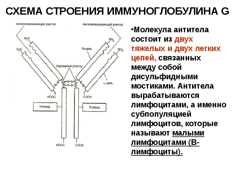 Домены антител. Схема строения молекулы иммуноглобулина g. Структура иммуноглобулина. Схема строения антител (иммуноглобулина g). Структура иммуноглобулина биохимия.