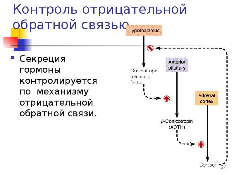 Схема отрицательной обратной связи при синтезе гормонов