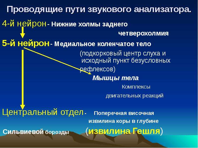 Звуковые пути. Проводящие пути звукового анализатора. Подкорковые центры слух рефлексы расположены. Усиленный рефлекс четверохолмия. Общий акустический мышечный рефлекс.