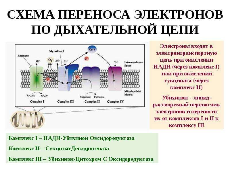 Перенос электрона. Цепь переноса электронов дыхательная цепь. Ингибиторы митохондриальной цепи переноса электронов. Дыхательная цепь переноса электронов этапы. Переносчики электронов в дыхательной цепи.