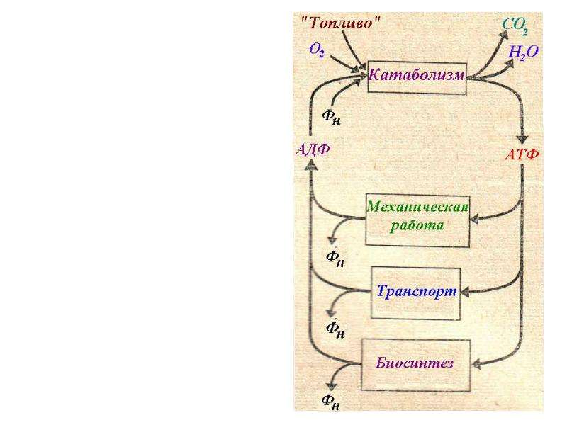 Современная схема биологического окисления