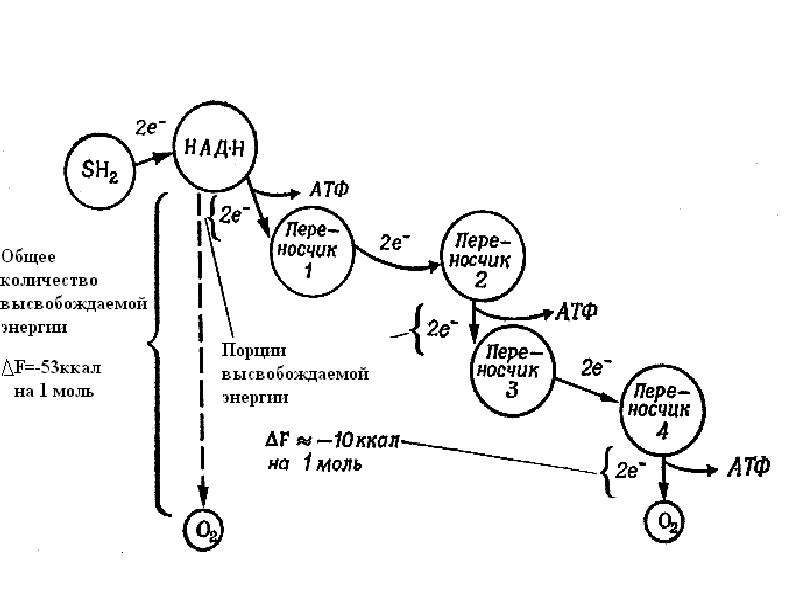 Биохимическое окисление. Биологическое окисление биохимия схема. Свободное окисление биохимия. Биологическое окисление и горение. Немикросомальное окисление биохимия.