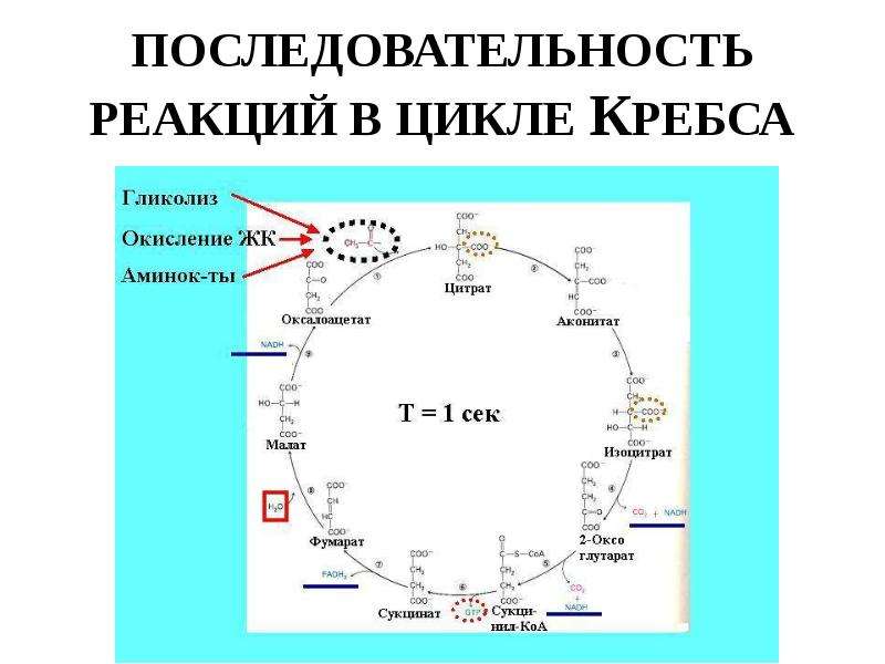 Цикл кребса реакции. Реакция начального этапа цикла Кребса. Подготовительные реакции цикла Кребса. Фосфорилирование в цикле Кребса. ФАД зависимые ферменты цикла Кребса.