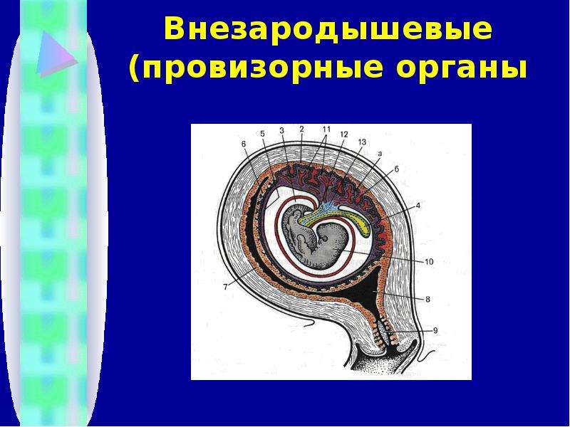 Внезародышевые органы человека