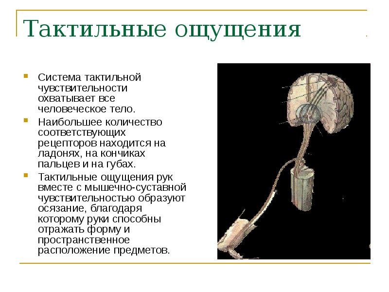 Что такое тактильный. Тактильные ощущения. Система тактильной чувствительности. Рецепторы тактильной чувствительности. Осязательная чувствительность.