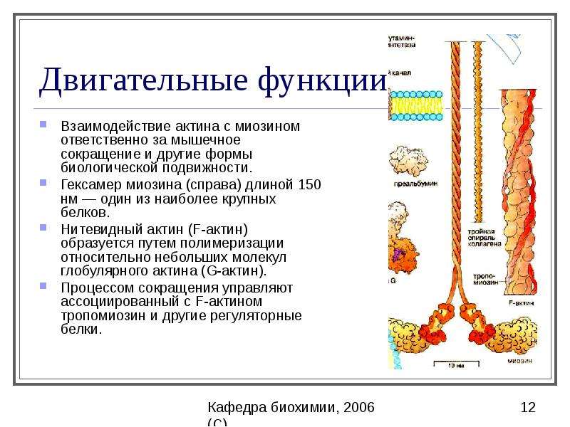 Белки и пептиды презентация