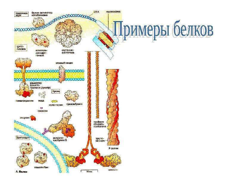 Проекты по биохимии 10 класс