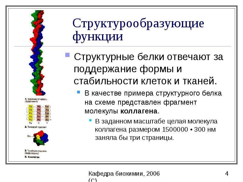 Белки и пептиды презентация