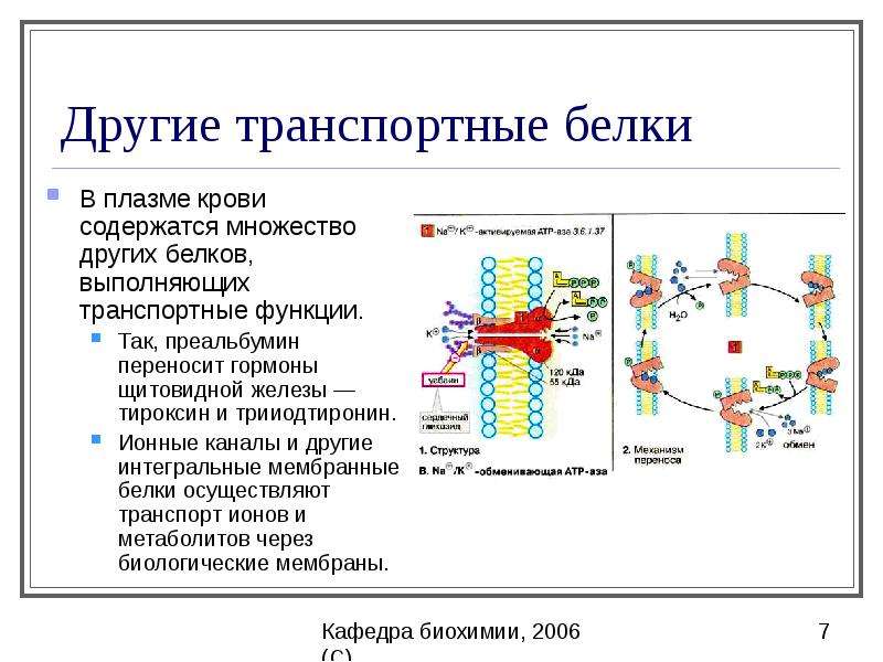 Транспортная функция белков картинки