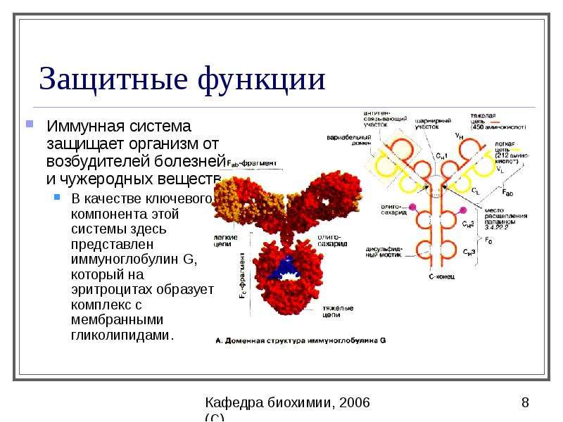 Биохимический белок