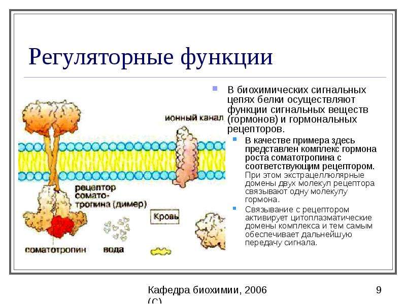 Биохимия белков