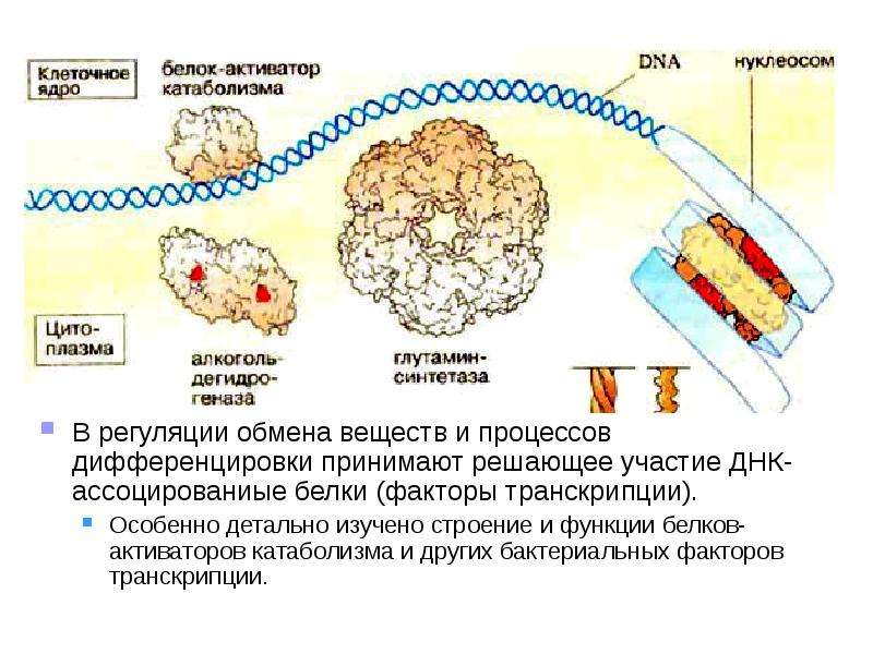 Проекты по биохимии 10 класс