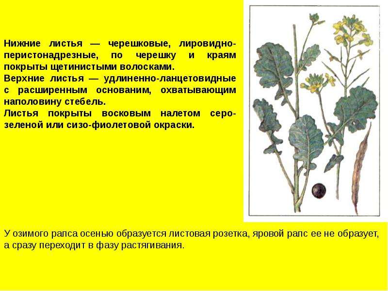 Горчица растение фото и описание применение