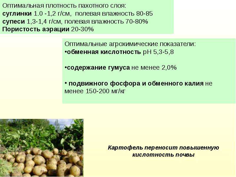 Картофель условия. Агротехническое возделывание картофеля. Условия возделывания картофеля. Технология возделывания картофеля. Технология выращивания картофеля.