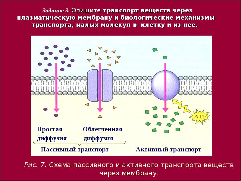 Пассивный транспорт. Активный и пассивный транспорт ионов через клеточную мембрану. Механизмы проникновения питательных веществ в бактериальную клетку. Барьерно рецепторная система клетки. Транспорт веществ у бактерий.