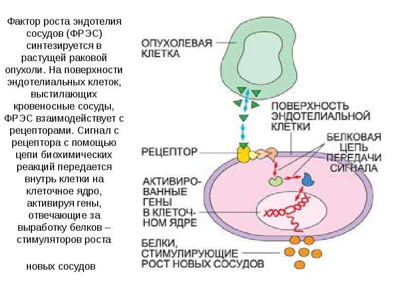 Диарея патофизиология презентация