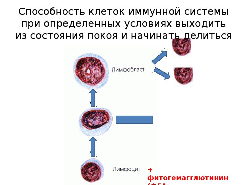 Способность клетки