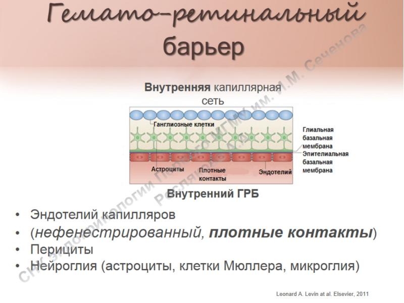 Диабетическая ретинопатия код по мкб 10. Функции плотных контактов. Глиальные клетки Мюллера. Нефенестрированный эндотелий. Клетки Мюллера функции.